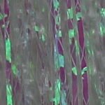 PREDATOR BAIT FIBERS