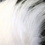 Saltwater Neck Hackle - Image 2