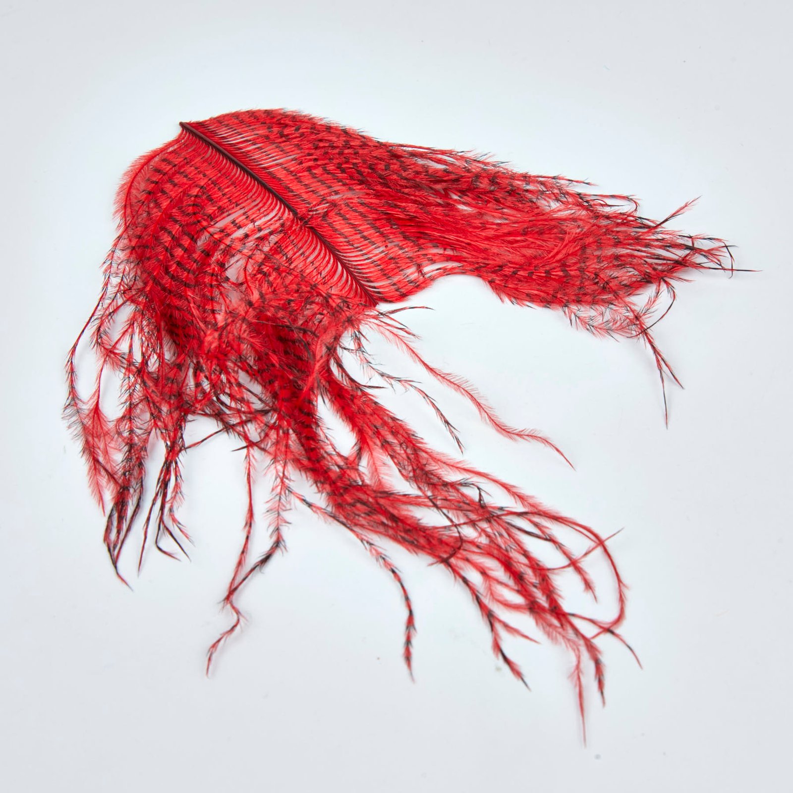 FT03146 Zebra Ostrich - Image 1